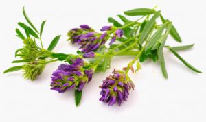 alfalfa plant